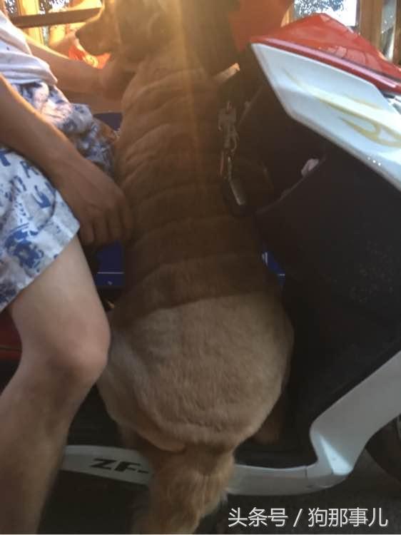 藏獒是不是对主人很温顺,藏獒忠诚护主吗