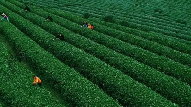 年货赣南特产有哪些,粤赣土特产