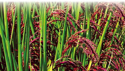 年货赣南特产有哪些,粤赣土特产