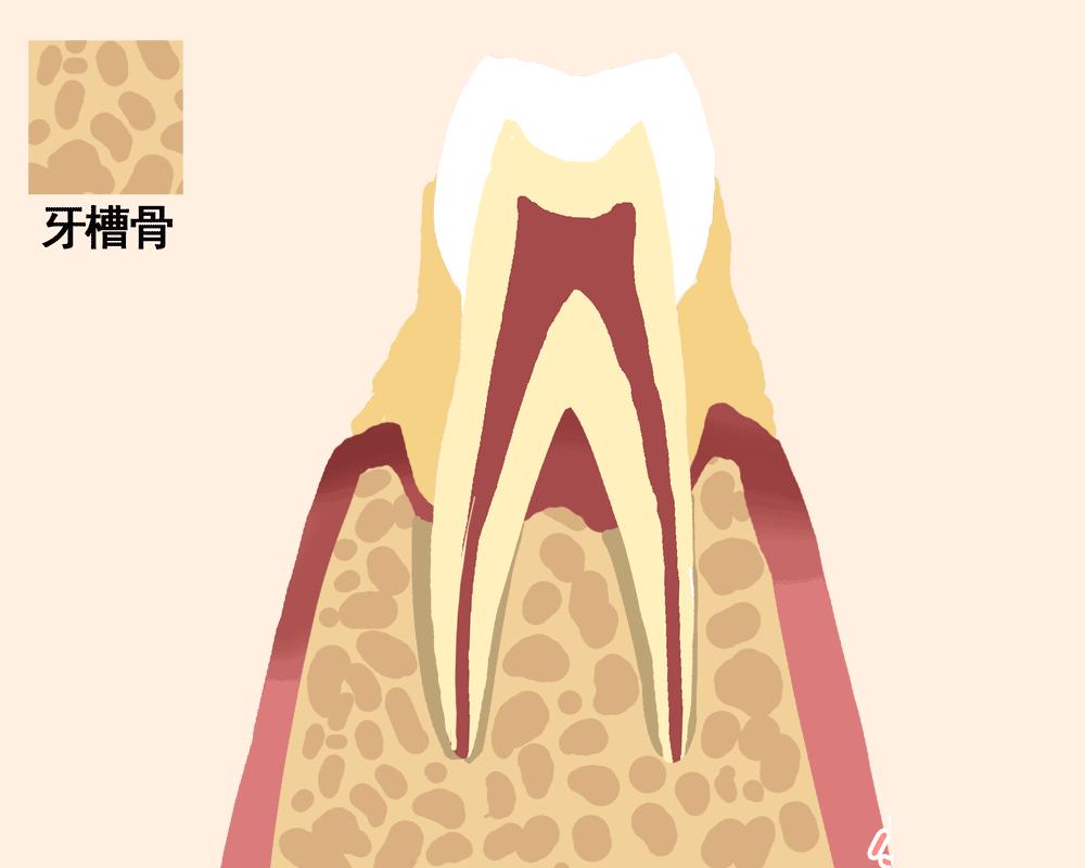 牙齿脱落的顺序图,一张动图告诉你