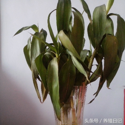 花卉叶子变黄枯萎怎么治疗视频,叶子发黄的盆栽该怎么办