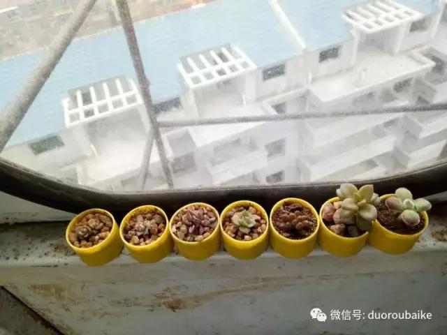 爱上多肉爱上生活,爱上多肉深似海