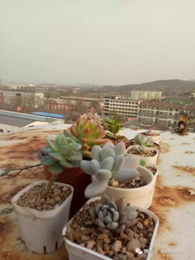 爱上多肉爱上生活,爱上多肉深似海