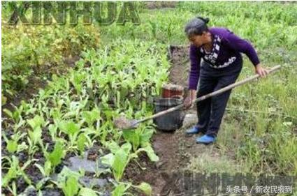 农作物施肥过量怎么补救,农作物施肥过量怎样救补