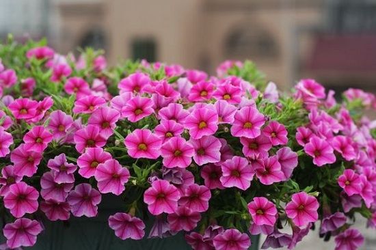 干枯的花怎么救活,花干枯了怎么救活