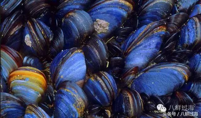 澳洲海鲜什么值得推荐,去澳大利亚可以带的食品有哪些