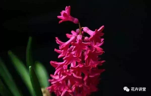 相似的花儿又来了，今天我们来认识它们