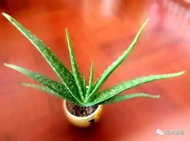 相似的花儿又来了，今天我们来认识它们