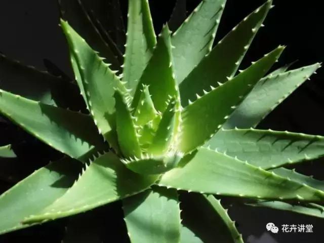 相似的花儿又来了，今天我们来认识它们