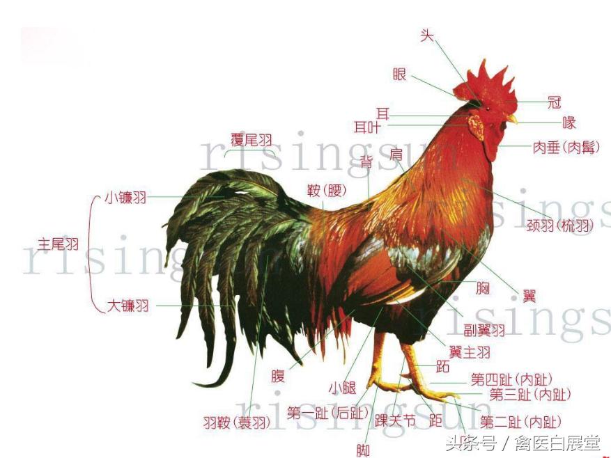 养鸡用什么小偏方好使呢,养鸡巧用醋从此走上致富路