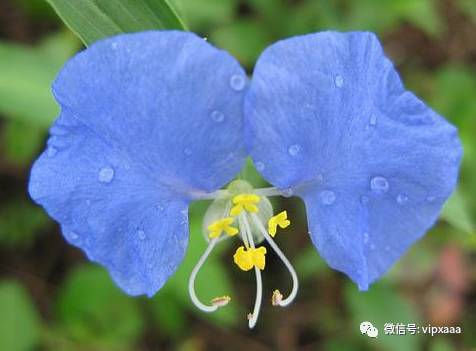 这13种开紫色花的花卉你认识几种,五种常见蓝色花