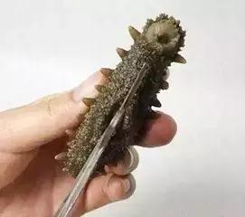 海参真的需要那么繁琐的泡发吗,泡海参的水有点臭了海参还能吃吗