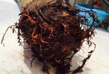 枯萎的花不能要了就该扔到垃圾桶,这五种花千万不要买