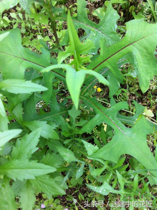 终于到了万物苏醒的春天，农家的野菜等着端上你家的餐桌（二）