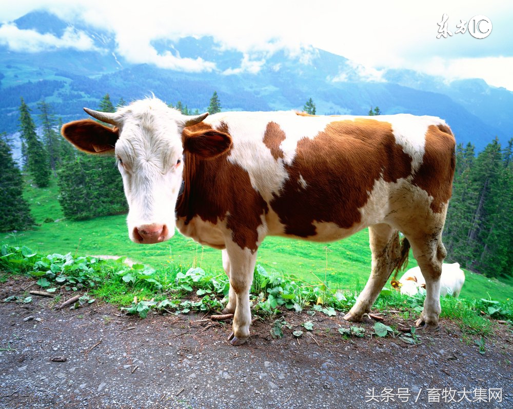 养牛专业合作社手续好办理吗,养牛合作社是什么意思