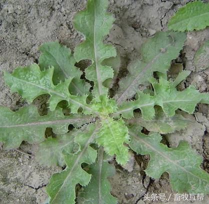 关于养殖添加剂,中草药饲料添加剂是预混料吗