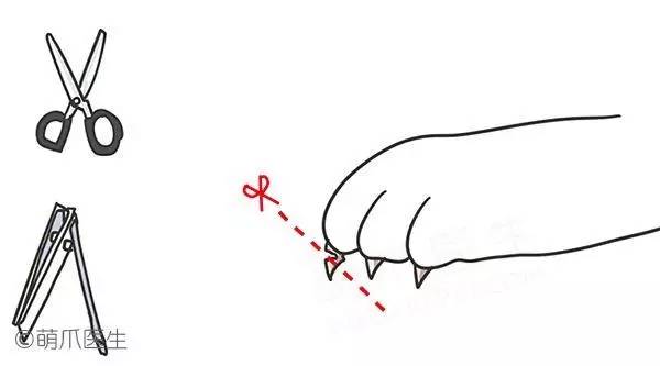 狗狗的小爪子怎么弄,狗狗的爪子怎么训练