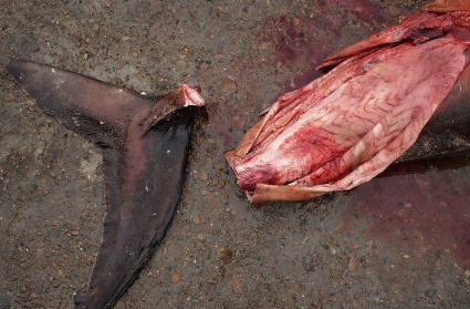 鱼翅营养成分表,安康鱼翅是不是像猪蹄一样的胶质