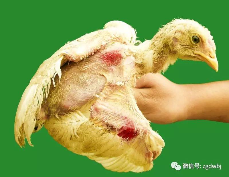 鸡啄癖症的发生与防控措施