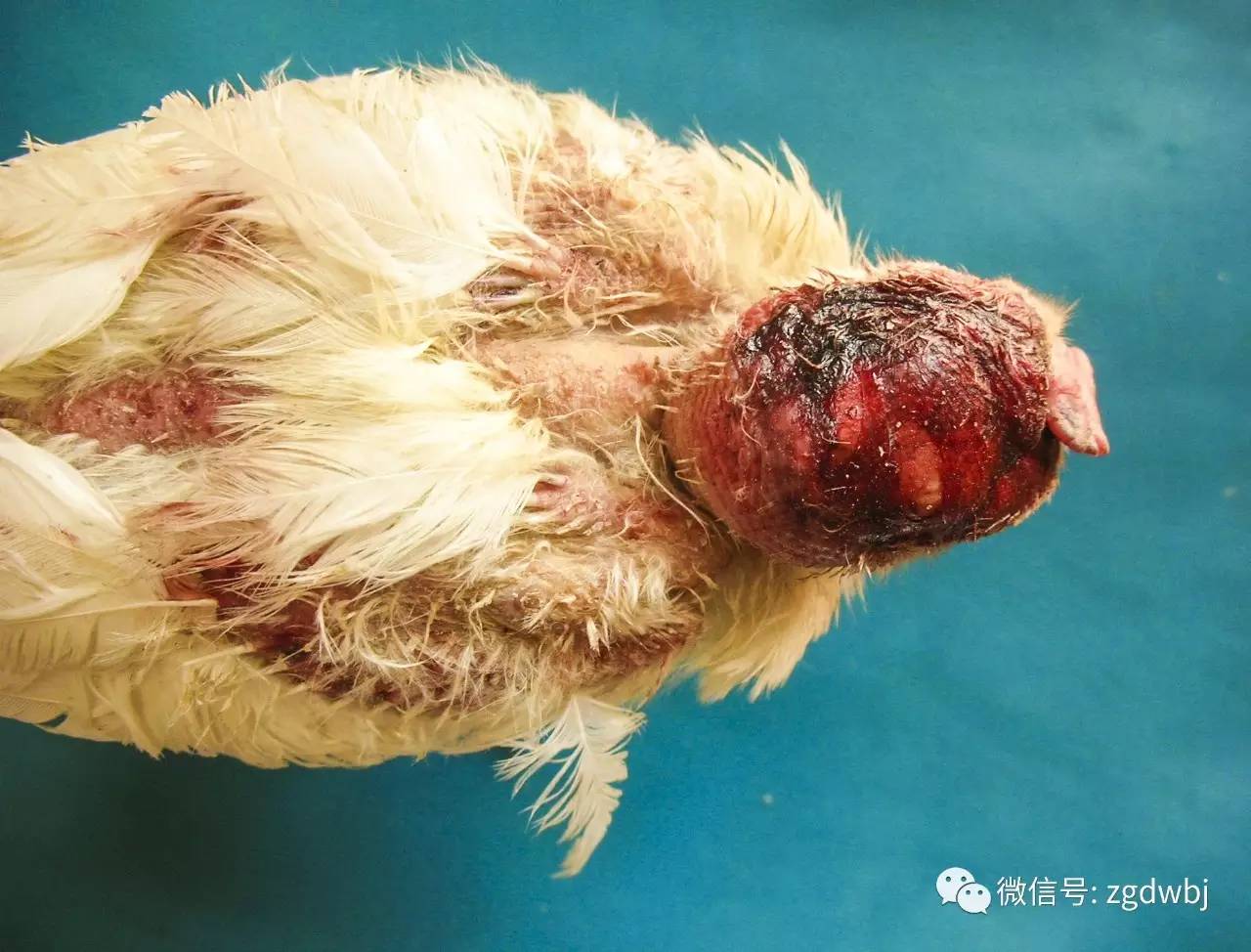 鸡啄癖症的发生与防控措施