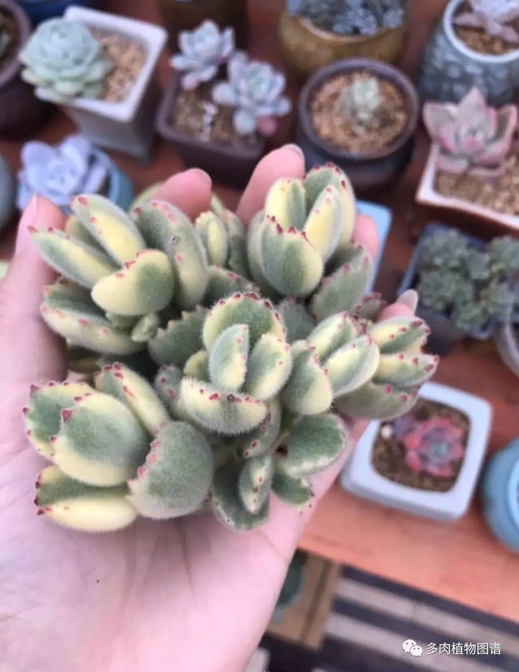 今天，你爱国了吗？写给爱多肉的你~