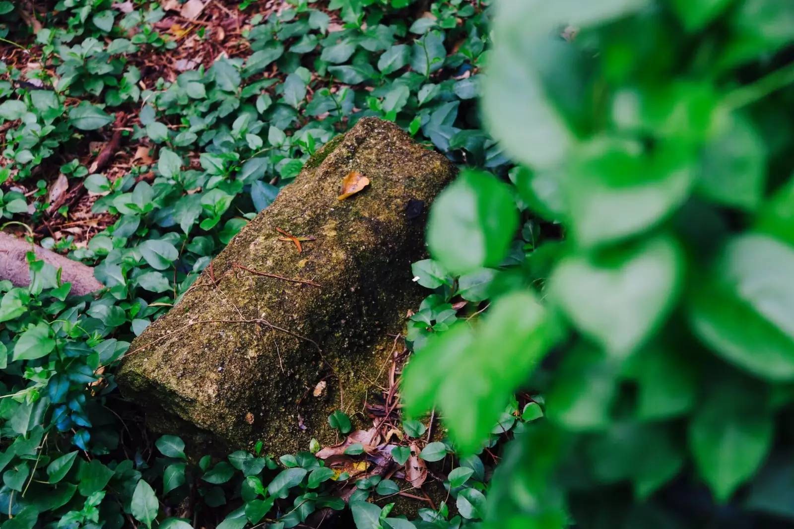 福师大版诗词大会｜长安辞赋星雨谣，仓旗才俊巧成章