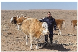 资金不够如何能养牛致富,养牛致富绝招大全