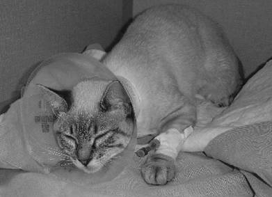 喵的，我都这么痛了！你还看不出来么？！