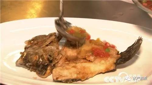 一年纯利润十几万的鱼,一个大棚养出的鱼销售额接近百万