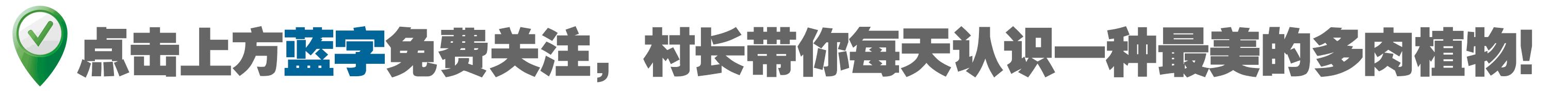 今天，你爱国了吗？写给爱多肉的你~