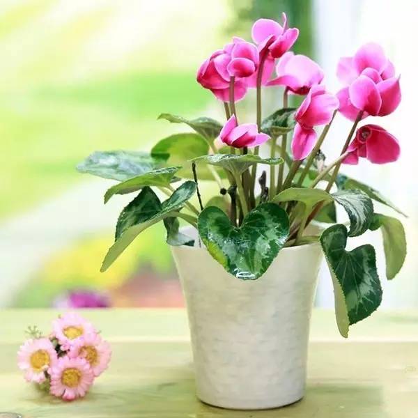 家有萌宠专治各种动物,家有萌宠专治什么病