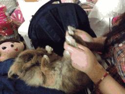 小兔砸月亮,小兔砸崽子