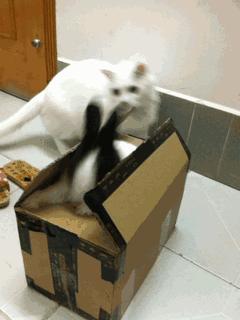 小兔砸月亮,小兔砸崽子