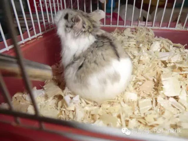 怎么察觉仓鼠怀孕了呢,你怎么知道仓鼠怀孕没