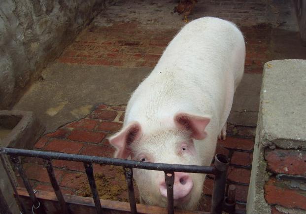 母猪裂蹄特效药,母猪裂蹄病怎么治