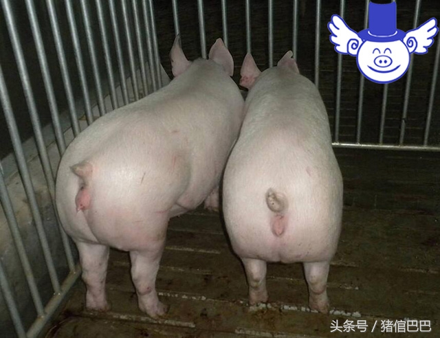 母猪产仔猪仔不上产道怎么解决,母猪怀不上孕用什么药