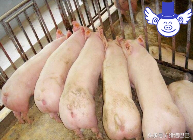 母猪产仔猪仔不上产道怎么解决,母猪怀不上孕用什么药