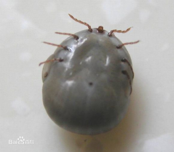 宠物驱虫小知识教案,宠物狗蜱虫长在什么地方