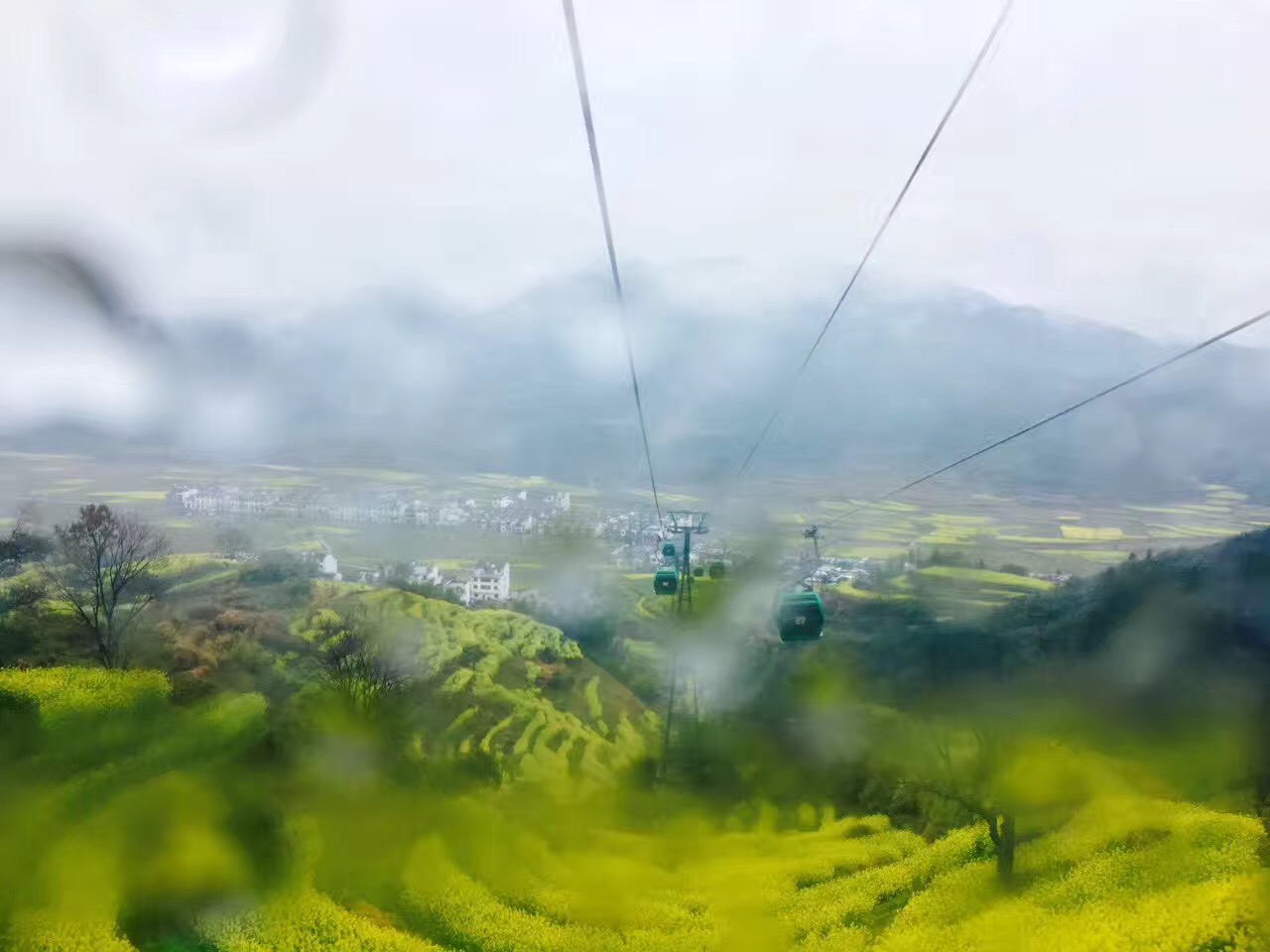 不用去杨幂的狐狸洞看桃花啦，有一个地方的油菜花比那还美