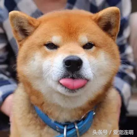 带秋田犬旅行,秋田犬不运动有影响吗