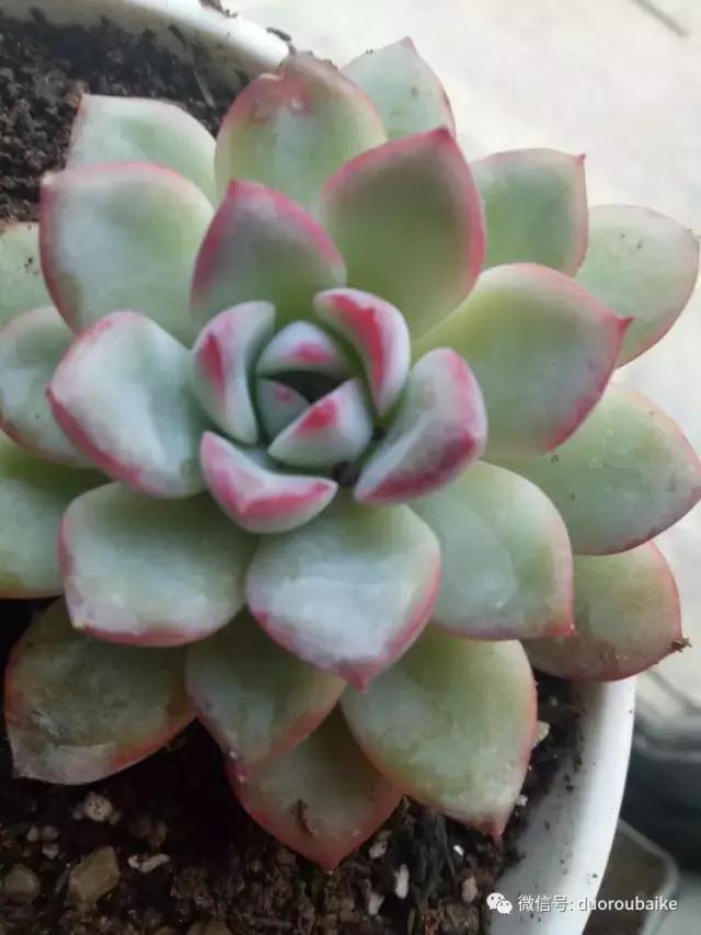 爱上多肉爱上生活,爱上多肉深似海