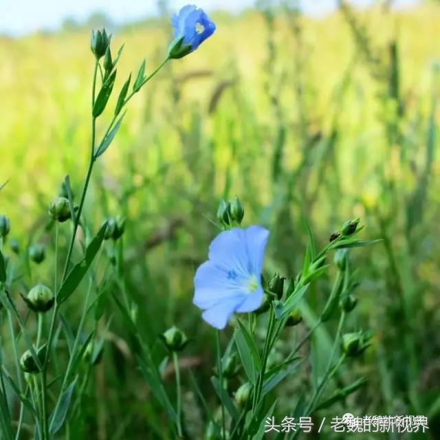 亚麻籽功效型面霜,亚麻籽紧致霜