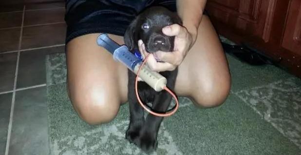 刚出生的小拉布拉多上颚裂,拉布拉多唇腭裂怎么喂活