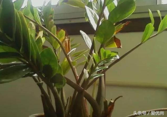 金钱树叶片发黄怎么解决,盆栽金钱树叶子黄了是什么原因