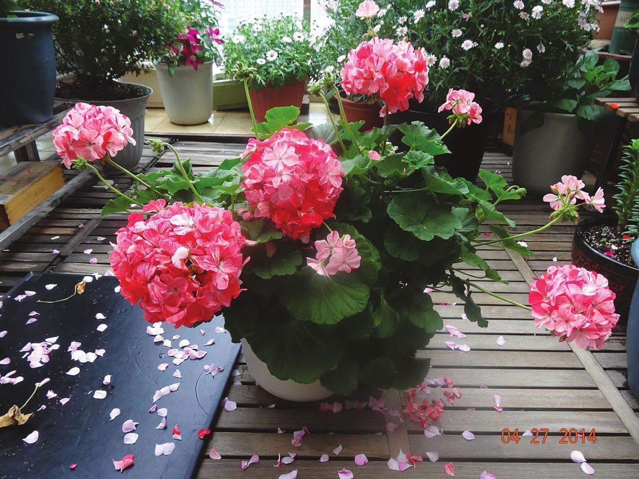 干枯的花怎么救活,花干枯了怎么救活