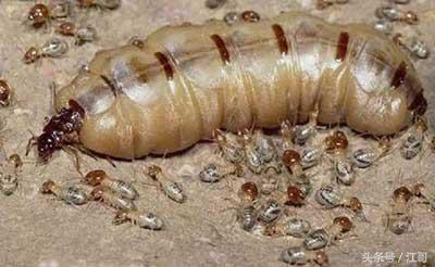 老大爷家里的“闹鬼凶手”，藏在墙壁里四十年，身材肥大