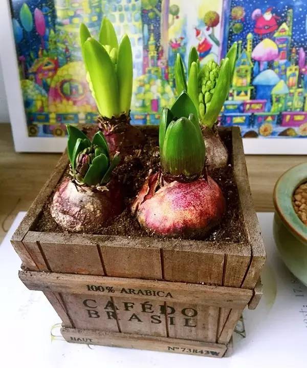 家有萌宠专治各种动物,家有萌宠专治什么病