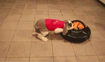 小兔砸月亮,小兔砸崽子