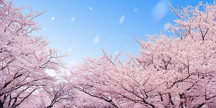 日本早春樱花,日本必买清单樱花