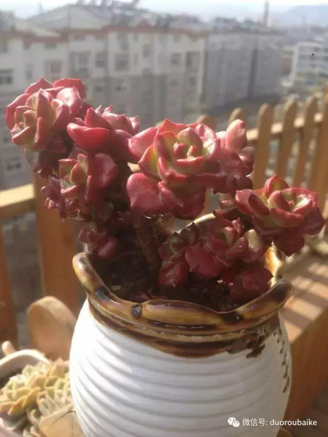 爱上多肉爱上生活,爱上多肉深似海